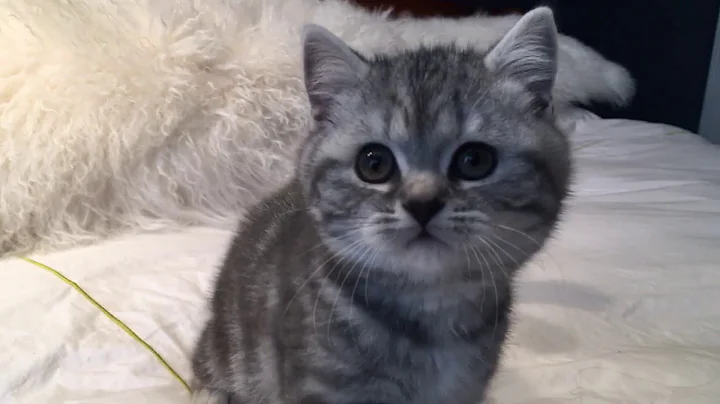 Video 728501: tabby british shorthair kittens, british shorthair silver tabby, blue silver tabby