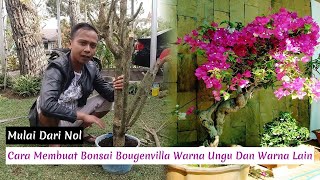 Cara Membuat Bonsai Bougenville Ungu Dari NOL