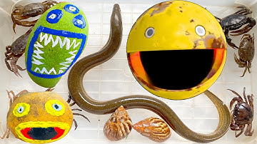 Kem Ốc Chanel nhờ cua khổng lồ bắt quái vật Pacman, cứu con mèo, con cá, con bò, rắn nước, cá mập.