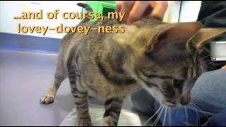 Video of adoptable pet named Pizza