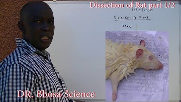 Dissection of rat Part 1of 2