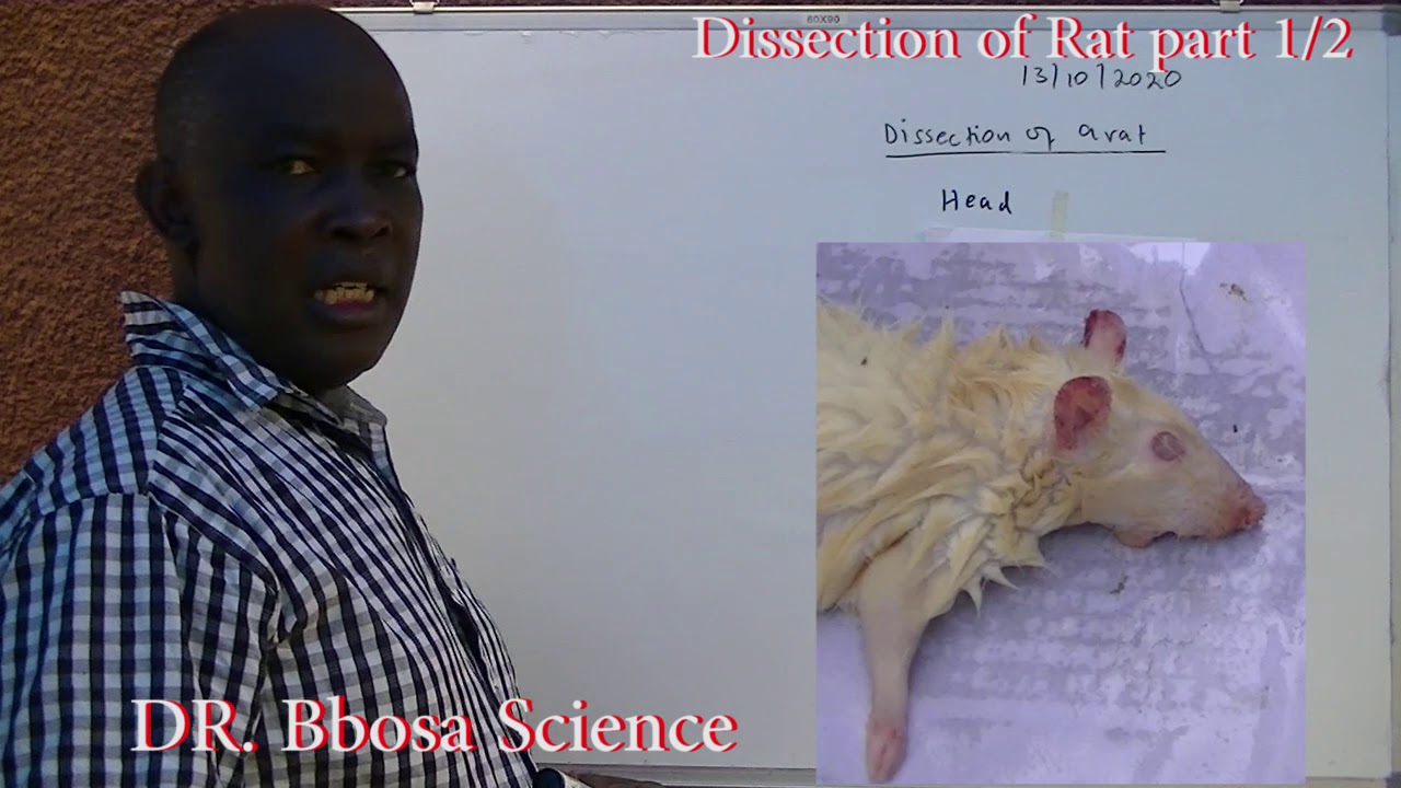 Dissection of rat Part 1of 2