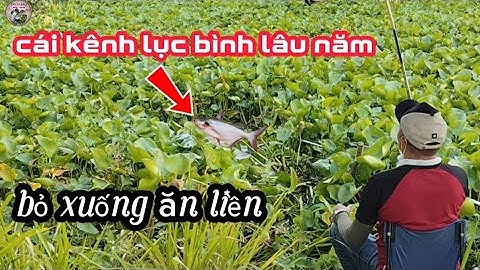 CÂU CÁ SÔNG 83 II ✅ CON KÊNH LỤC BÌNH LÂU NĂM BỎ MỒI XUỐNG ĂN LIỀN#fishing