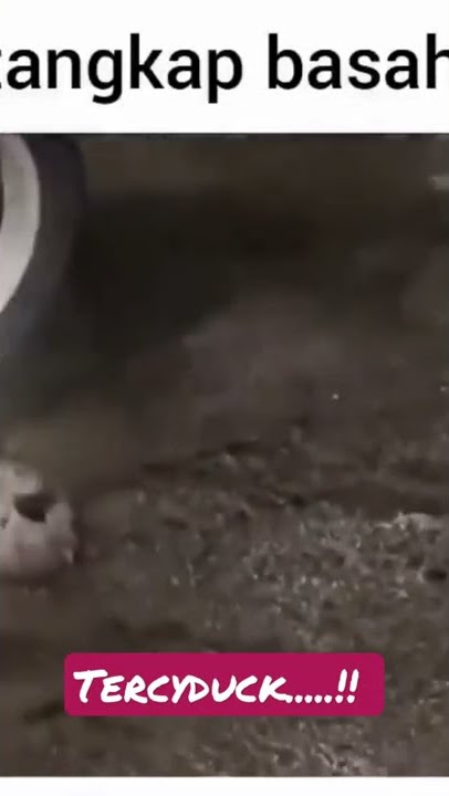 Tikus Kawin..... Begitu ya   ?? #shorts #short #shortvideo #shortsvideo #tikus #rat