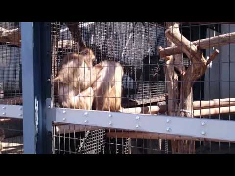 毛づくろいをするニホンザル【円山動物園】The Japanese monkey which does grooming