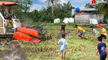 Theo Máy Cắt  KUBOTA Gặp Cao Thủ Bắt Chuột | Thanh điền