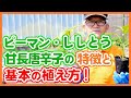 家庭菜園や農園栽培でピーマン・ししとう・甘長唐辛子の特徴と植え方の基本を徹底解説！【農園ライフ】