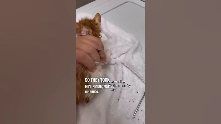 They saved this cat’s life ❤️👏 - DayDayNews
