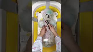 Rainbow Puppy or White Puppy? 🌈🐶