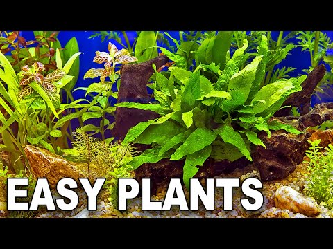 Video: Čo je zlé s mojimi akváriovými rastlinami?