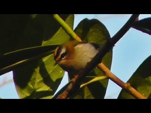 Jewel Wren Photo 3