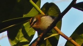 Firecrest Birds