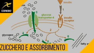 Assorbimento Dello Zucchero Le Basi