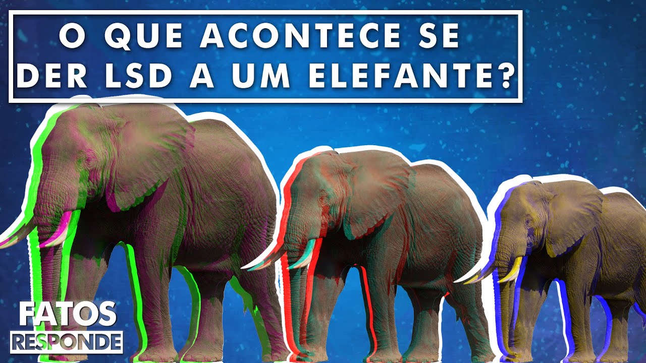 O que acontece se você der LSD a um elefante? – FATOS RESPONDE