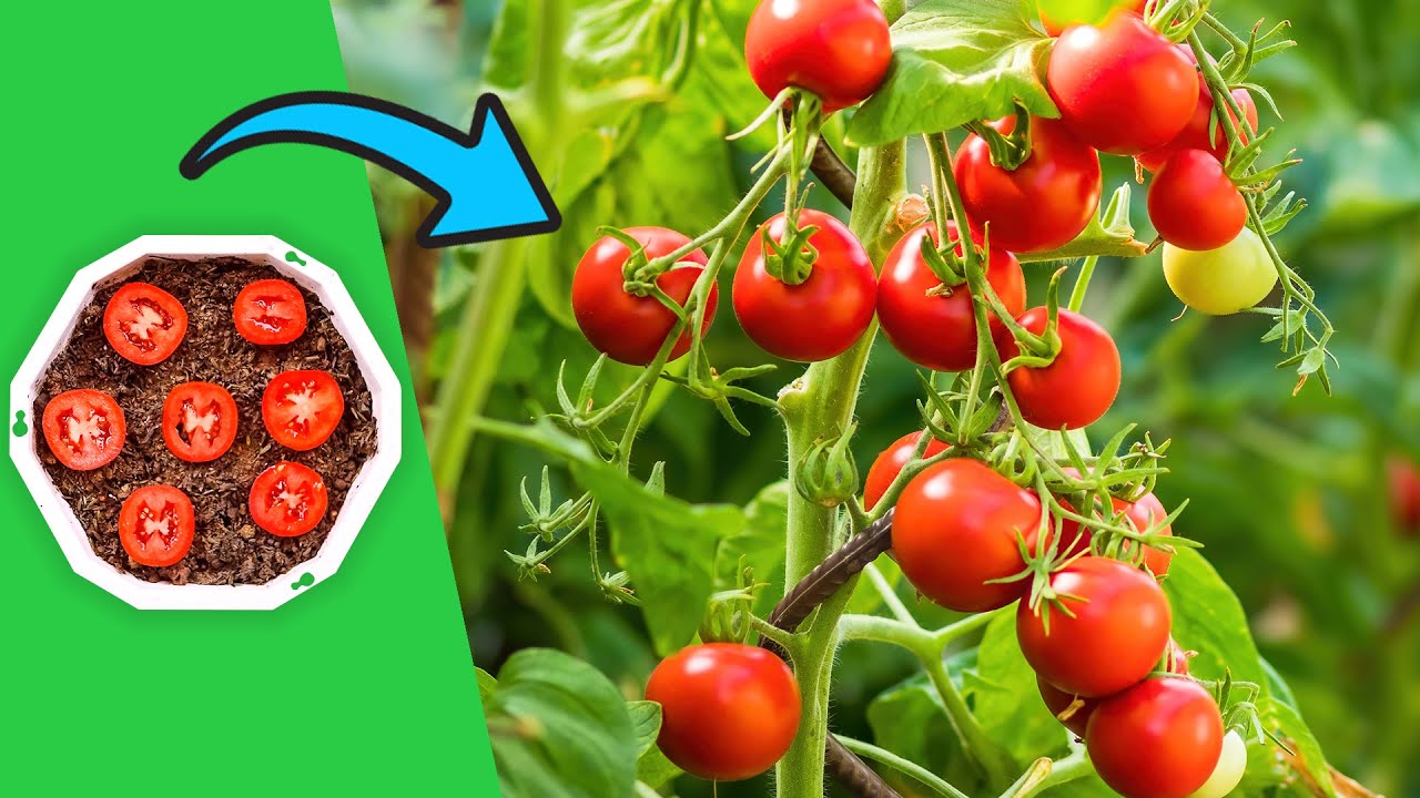 How To Grow Tomatoes from Tomatoes Fruit at Home - Easy for beginners