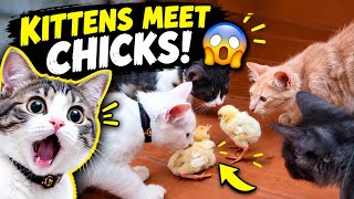 ​When Kittens Meet Tiny Chicks For The First Time! 😱 Cute Reactions #viralcats #catvlogs #catlovers