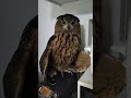 【フクロウ】でかい置物みたいだよ #shorts