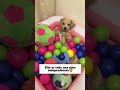 Solita bueca en que entretenerse😍#dog #pets #amor #juego #pelotas #humor