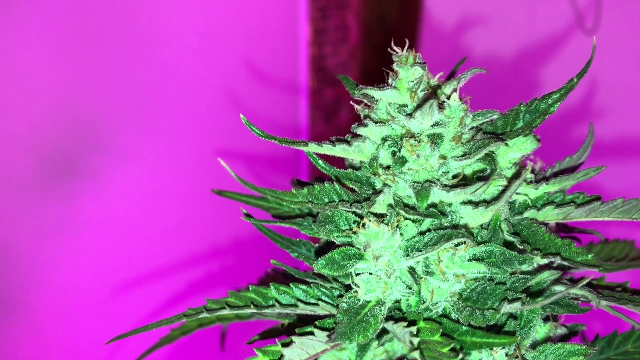 Viparspectra 300w & King Plus 1000w LED indoor grow Autoflower