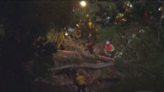 Tree falls onto wedding party killing one