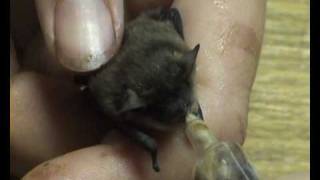Krmení mláďat netopýrů