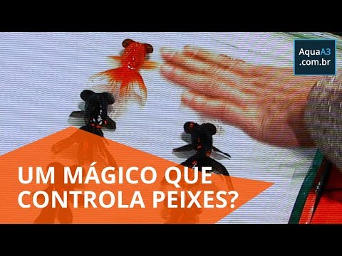 Um mágico que controla peixes kinguios?