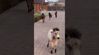 Midilli Atlar Rengarenk Şfet Şfe