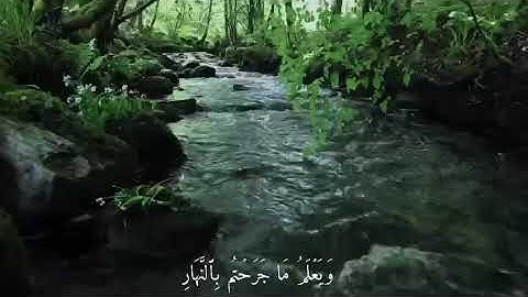 ما تيسر من سورة الأنعام للقارئ محمد عبدالعزيز الشامي، من صلاة التراويح - رمضان ١٤٤٤ هـ