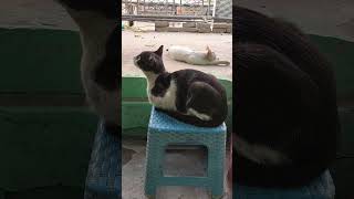 persion Cat baby#cute #cutecat #cutebaby #cartoon #shortvideo #cat #kitten #catman #meowmoe #kitty