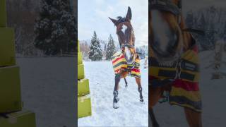 馬って可愛いよなぁ。。#horses