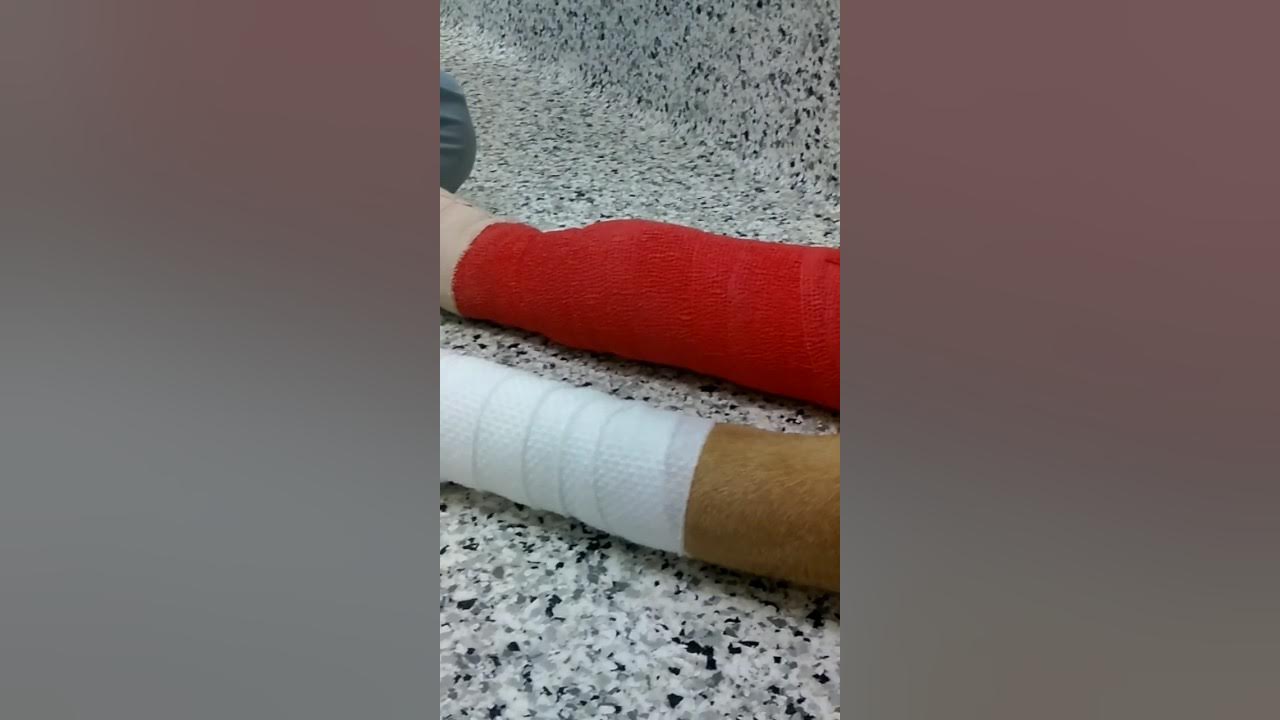 How to wrap a dogs leg (with a doc) YouTube