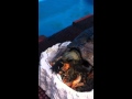 イシガメハムハム動画