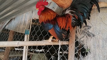 Coj nej mu qaib dib zoo nraug nawb qaib dib paiv taub zoo nraug heev li nawb