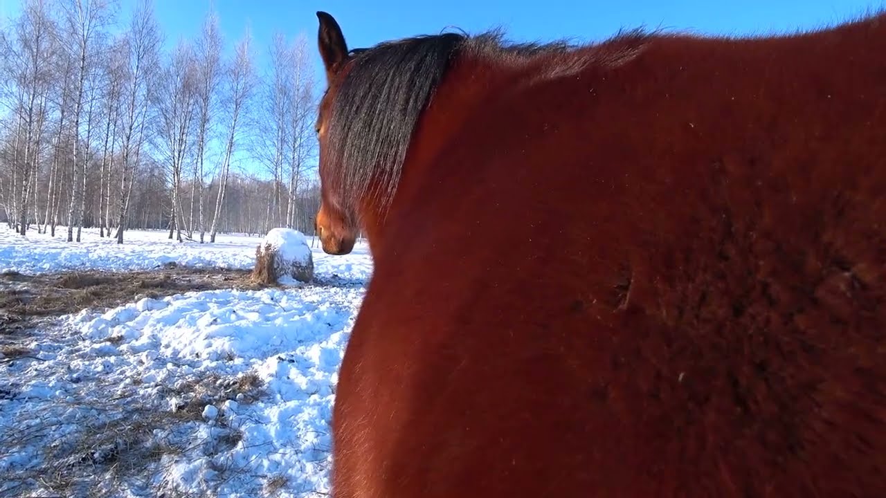 Лошади в минус 22