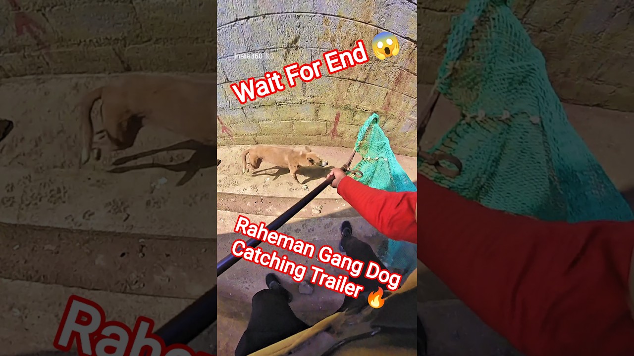 Dhurandhar Boys Dog Catching Trailer