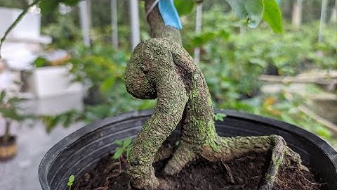 Cúc Hoàng Hậu Cúc 4 Long giá rẻ 😀