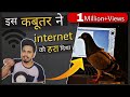 बेचारा INTERNET || internet speed vs pigeon || KBH EP 22