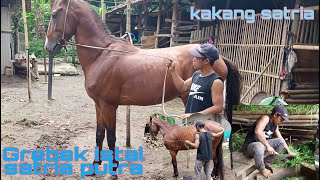 CARA MERAWAT DAN MEMELIHARA KUDA | kakang satria