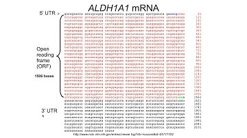 Genetic Code and components of translation