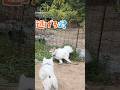 世界一平和な仁義なき戦い😂#shorts #犬のいる暮らし #マーキング