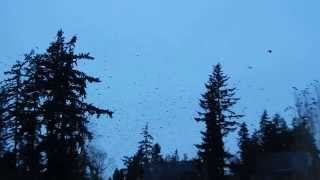 Crows coming in to roost at the University of Washington campus in Bothell
