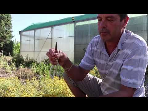 Video: ¿Qué es la acedera francesa? Aprenda sobre el cuidado y los usos de las plantas aromáticas de la acedera francesa