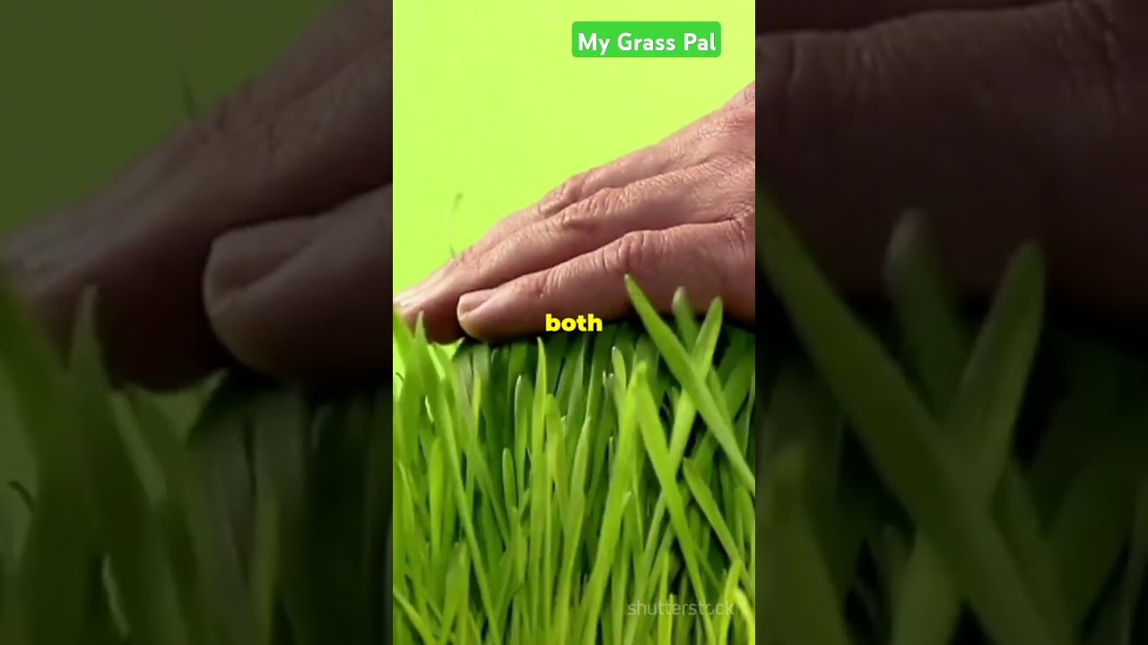 Types Of Artificial Grass 