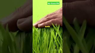 Types Of Artificial Grass #artificialgrassinstallation #installartificialgrass