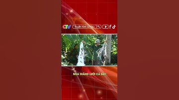 MÙA GIĂNG LƯỚI CÁ SẶC #shorts