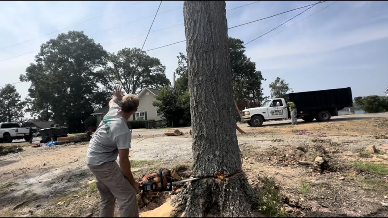 QUICK TREE REMOVAL: lake side tree job - YouTube