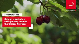 Chilean cherries in a swift journey towards the Chinese New Year | Marca Chile