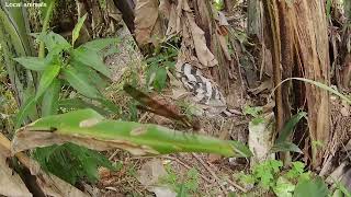 catching butterflies, dragonflies, hunting insects, wasps