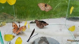 catching butterflies, dragonflies, hunting insects, wasps
