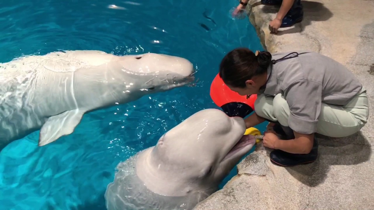 バンドウイルカの牙(歯) 虫歯にならないイルカの歯: 歯の百科事典